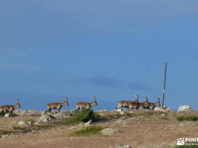 Maliciosa - Luna llena-Nocturna; zapatos senderismo rutas en la sierra de madrid viajes comunidad de